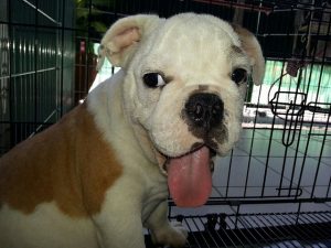Salon du chiot