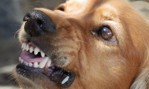 chien-comportement-agressif chien-comportement-agressif