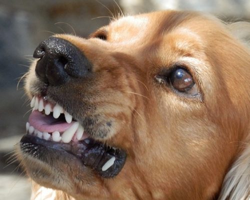 chien-comportement-agressif chien-comportement-agressif