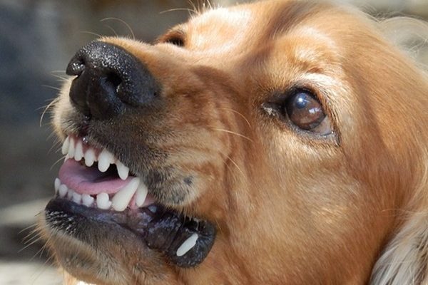 chien-comportement-agressif chien-comportement-agressif