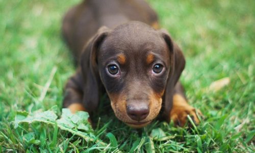 cours-chiot cours-chiot