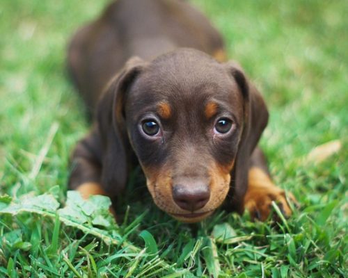 cours-chiot cours-chiot