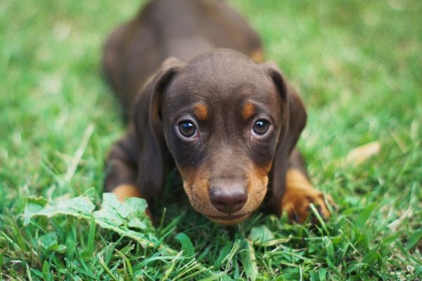 cours-chiot cours-chiot