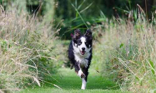 rappel-chien Rappel du chien