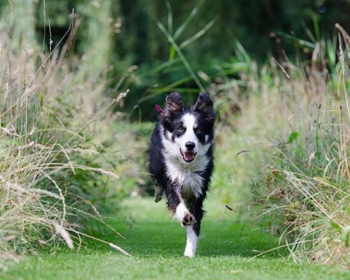 rappel-chien Rappel du chien