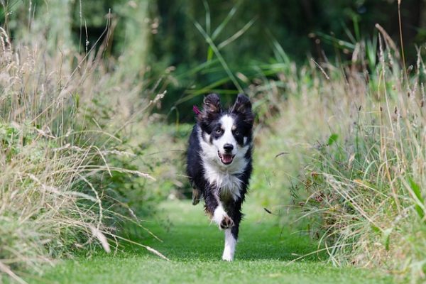 rappel-chien Rappel du chien
